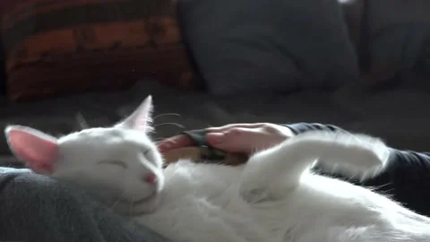 Lying cute white happy cat. Combing the pet cat. The concept of pet care. Stock Footage 172585108