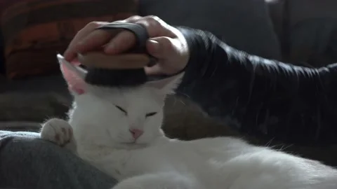 Lying cute white happy cat. Combing the pet cat. The concept of pet care. 動画素材 172585113