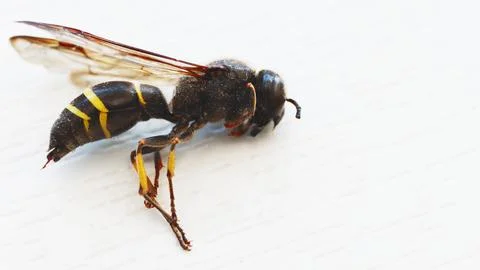 Lying dead wasp close-up on a light background. Stock Photos