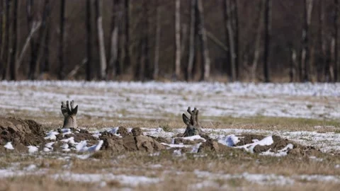 Lying deer chewing food in the field, 4K slomo Stock Footage 172428573
