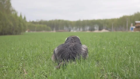 A lying dog gnawing a bone and his back. Green field and forest on a background Stock Footage 109422668