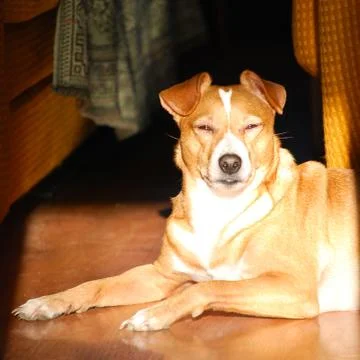 Lying dog Stock Photos