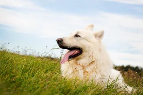 Lying dog Stock Photos