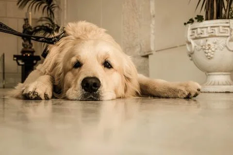 Lying dog Stock Photos