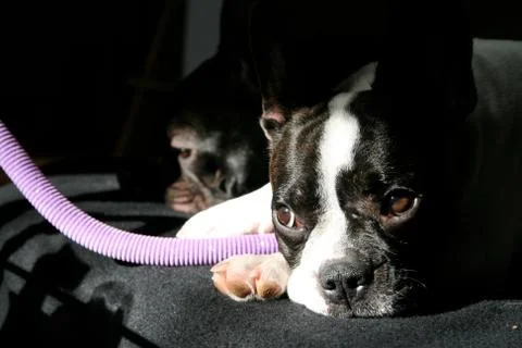 Lying dog Stock Photos