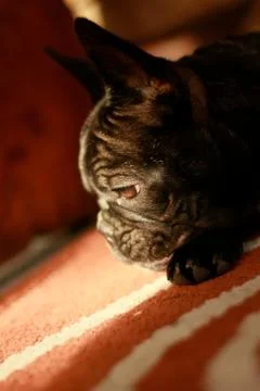 Lying dog Stock Photos