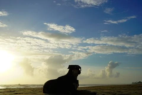 Lying Dog Foto stock