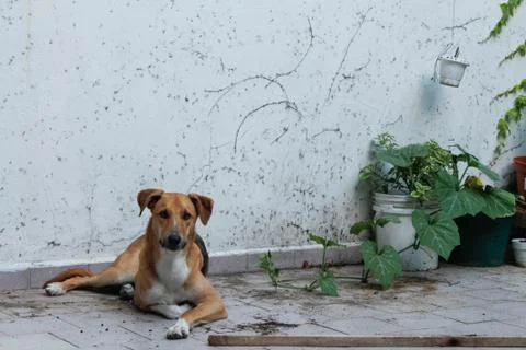 Lying dog 스톡 사진