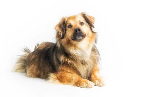 Lying dog in studio with white background Stock Photos