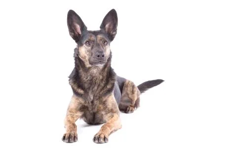 Lying dog on white background Stock Photos