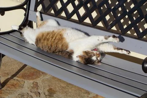 Lying down cat on a bench Stock Photos