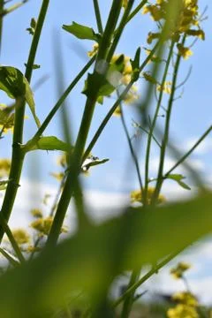 Lying down on the grass to the sun in Sapporo Japan Foto stock