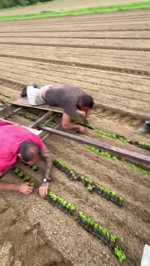 Lying Down on the Job, Singen, Germany - 01 Sep 2025 Stock Footage 317565208