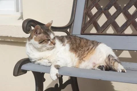 Lying down tabby cat on a bench Stock Photos
