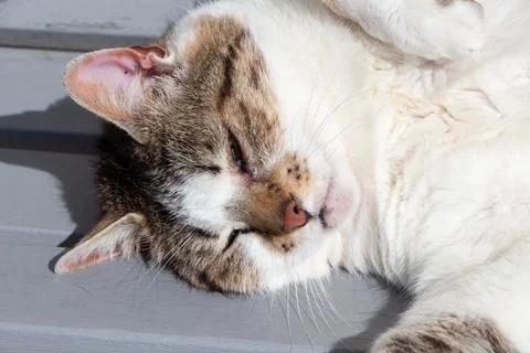 Lying down tabby cat on a bench Stock Photos