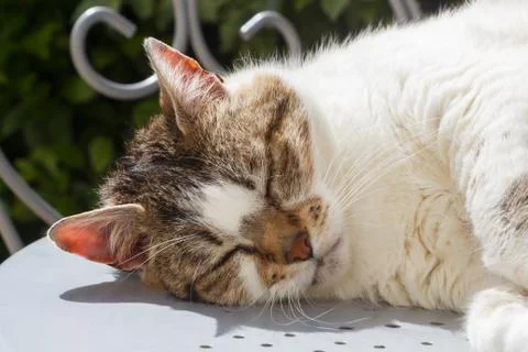 Lying down tabby cat in a garden Stock Photos