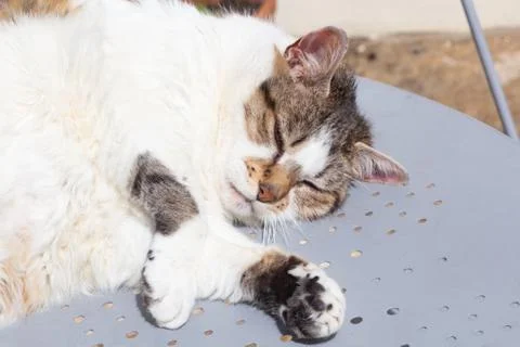 Lying down tabby cat in a garden Stock Photos