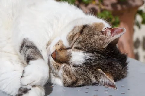 Lying down tabby cat in a garden Stock Photos
