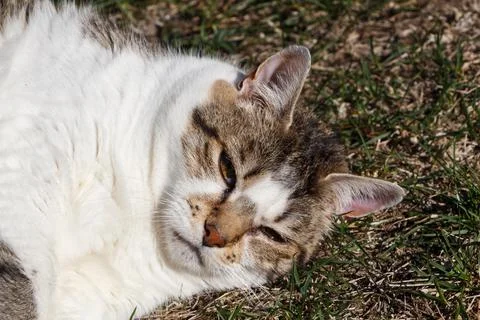 Lying down tabby cat in a garden Stock Photos