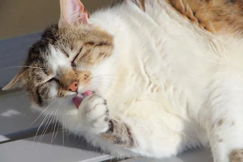 Lying down tabby cat in a garden Stock Photos