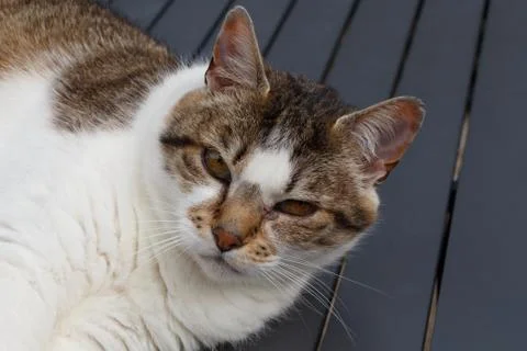 Lying down tabby in a garden Foto stock