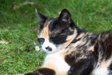Lying down tortoiseshell cat in a garden Stock Photos