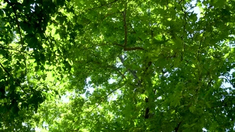 Lying down / Vertical Look on Forest with Tree Branches and Leaves Stock Footage 139018183