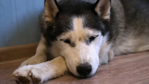 Lying exhausted, the sick older dog is breathing heavily. The owners best Stock Footage 318849915