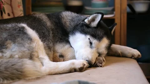 Lying exhausted, the sick older dog is breathing heavily. The owners best Stock Footage 318849935