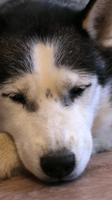 Lying exhausted, the sick older dog is breathing heavily. The owners best Stock Footage 318849951