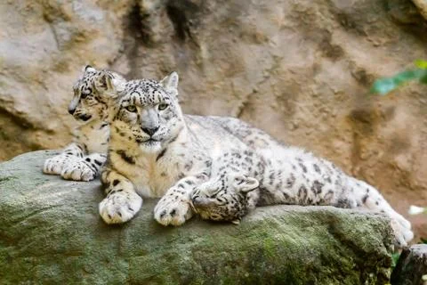 Lying family of snow leopard Stock Photos