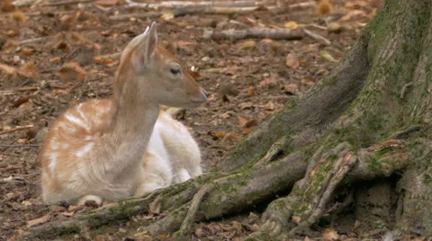 Lying female fallow deer doe (Dama dama) in the forest. Stock Footage 55882728