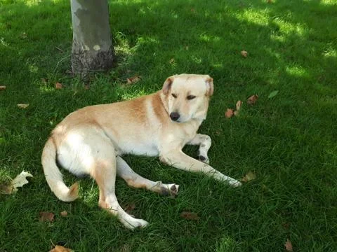 Lying fire dog on the grass Stock Photos