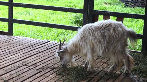 Lying on the floor.Close-up view of a herd of goats in a pen. Stock Footage 296358515