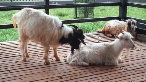 Lying on the floor.Close-up view of a herd of goats in a pen. Stock Footage 296358516