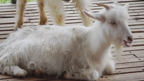 Lying on the floor.Close-up view of a herd of goats in a pen. Stock Footage 296358993