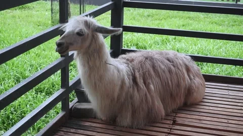 Lying on the floor.Close-up view of a herd of goats in a pen. Stock Footage 296363898