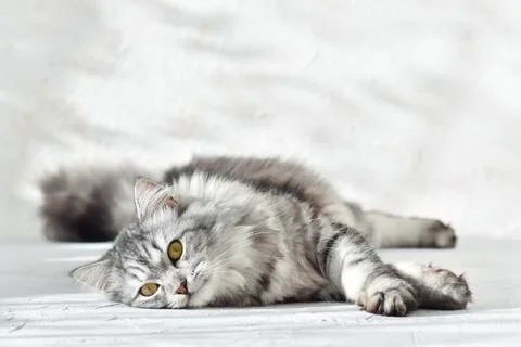 Lying fluffy gray cat on a gray background with sunlight Stock Photos