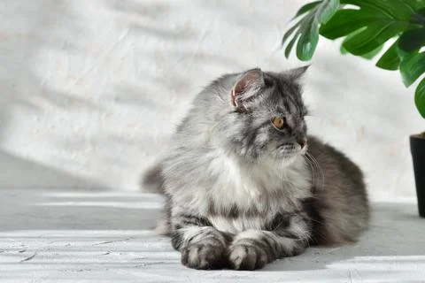 Lying fluffy gray cat on a gray background with sunlight and indoor flower Stock Photos