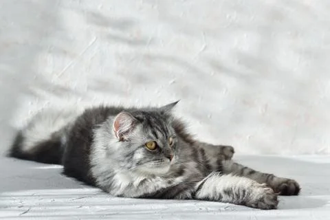 Lying fluffy gray cat on a gray background with sunlight Foto stock
