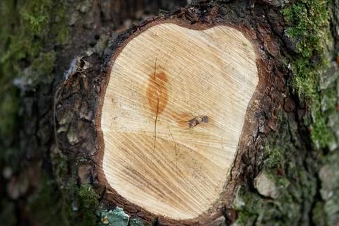 Lying freshly cut tree in the forest Stock Photos