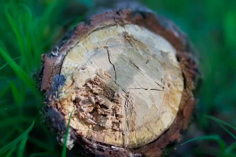 Lying freshly cut tree in the forest Stock Photos