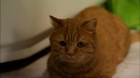 Lying ginger cat Stock Footage 7903991