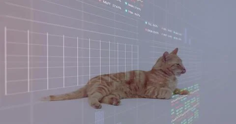 Lying ginger tabby cat meowing and stretching on pale shelf, showing projected Stock Photos
