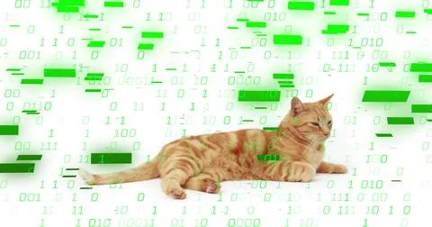 Lying ginger tabby cat stretching front paws on white studio backdrop, with 스톡 사진