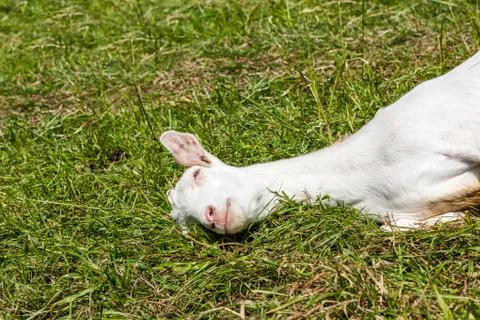 Lying Goats Stock Photos