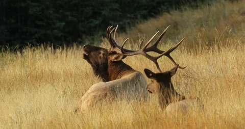 Lying golden bugle during elk rut from bull elk Stock Footage 100380204