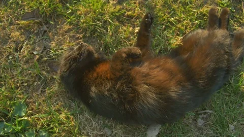 Lying on the grass playful cat. Black Cat relax at sun Stock Footage 74626432