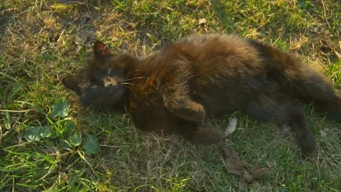 Lying on the grass playful cat. Black Cat relax at sun Stock Footage 74680793