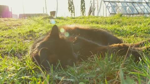Lying on the grass playful cat. Black Cat relax at sun Stock Footage 74681003